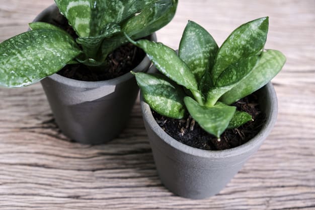 air detoxifying plants