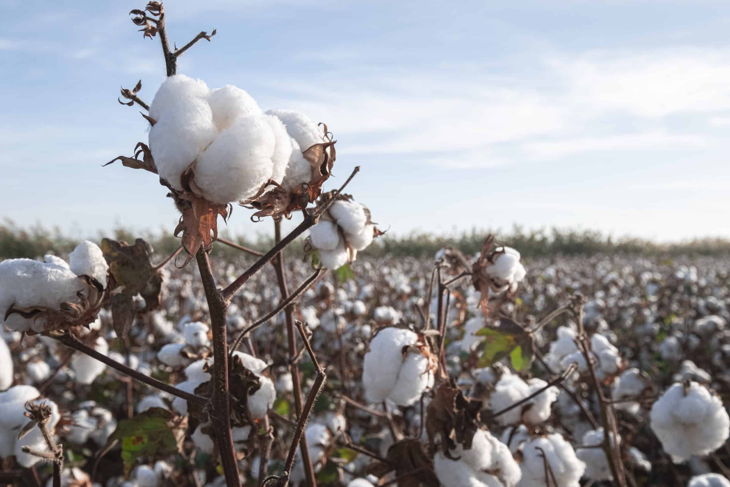 organic cotton vs normal cotton