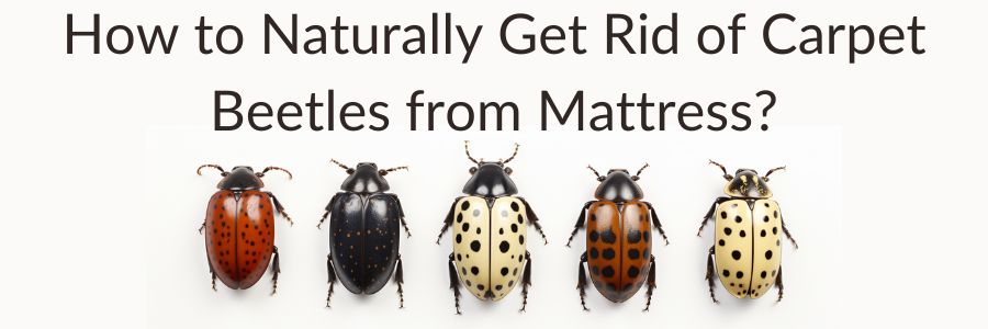 How to Naturally Eradicate Carpet Beetles from Your Mattress