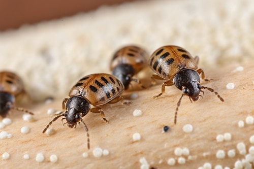 how to get rid of carpet beetles in mattress naturally