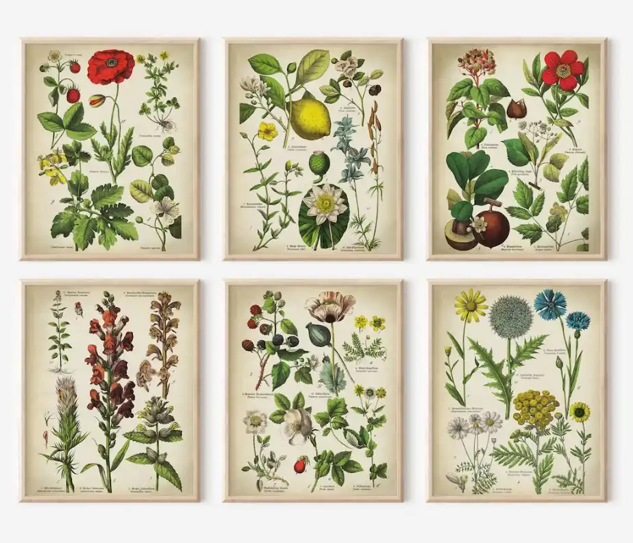 Vintage Botanical Print Set of 6 Art Prints