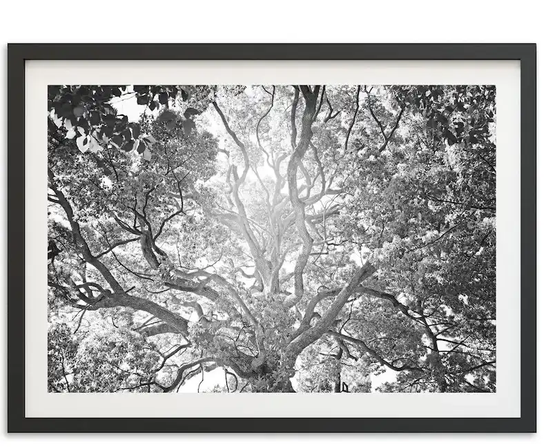 Fine Art Tree of Life Print