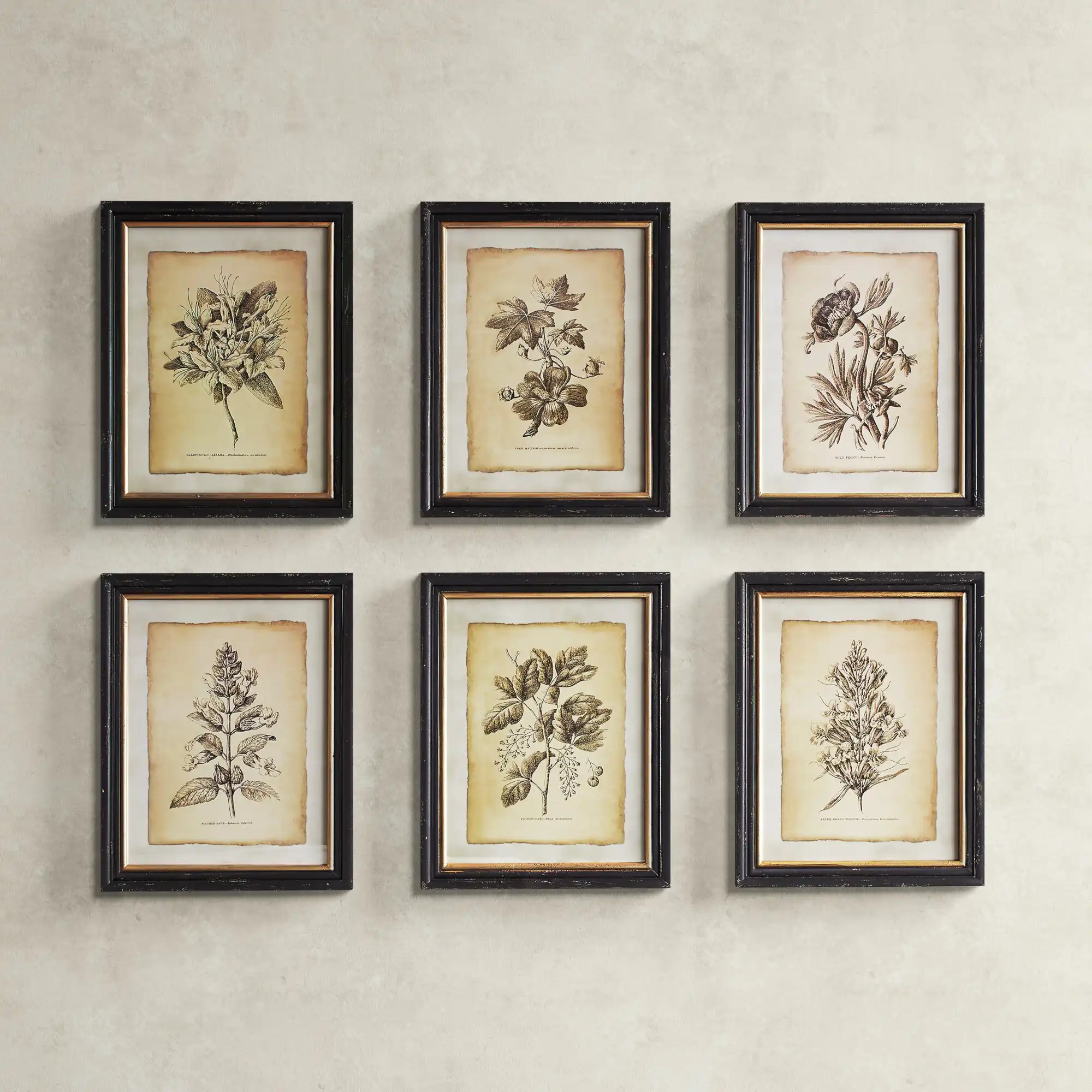 "Antiqued Stems" 6 - Pieces on Paper
